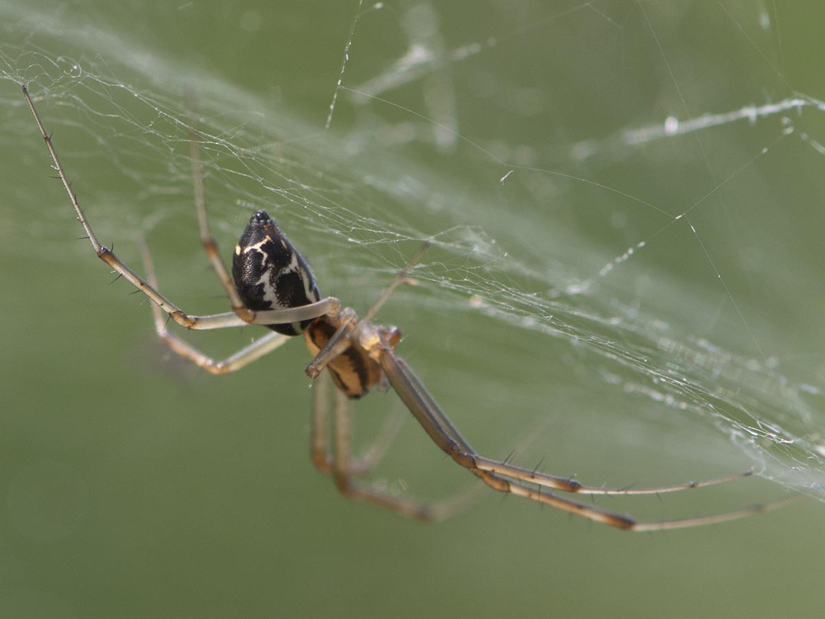 Habitus